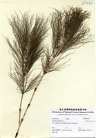 藏品(Equisetum sylvaticum L.)的圖片